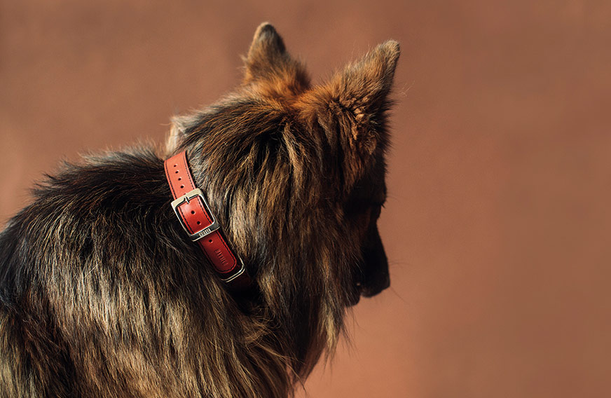 correas personalizadas para perros