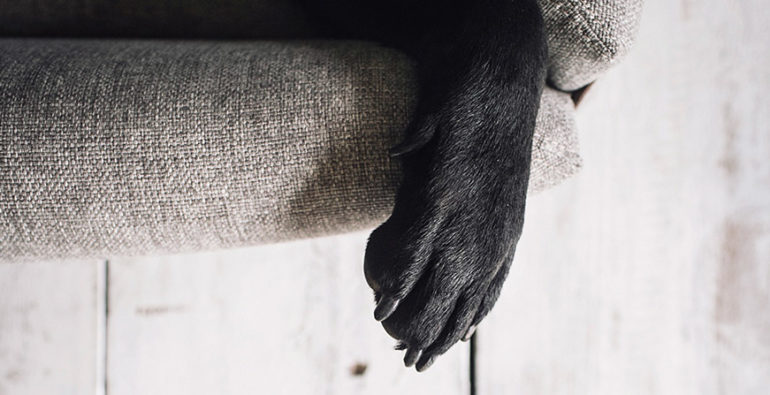 camas para perros grandes de calidad y materiales premium