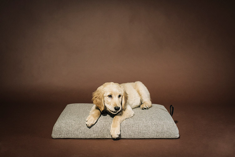 Cama para perros Norell de HANNIKO