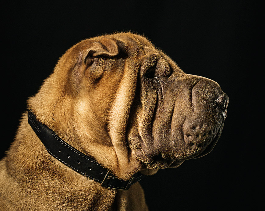 Hanniko-handmade-european-design-regalos-navidad-para-perros-collar