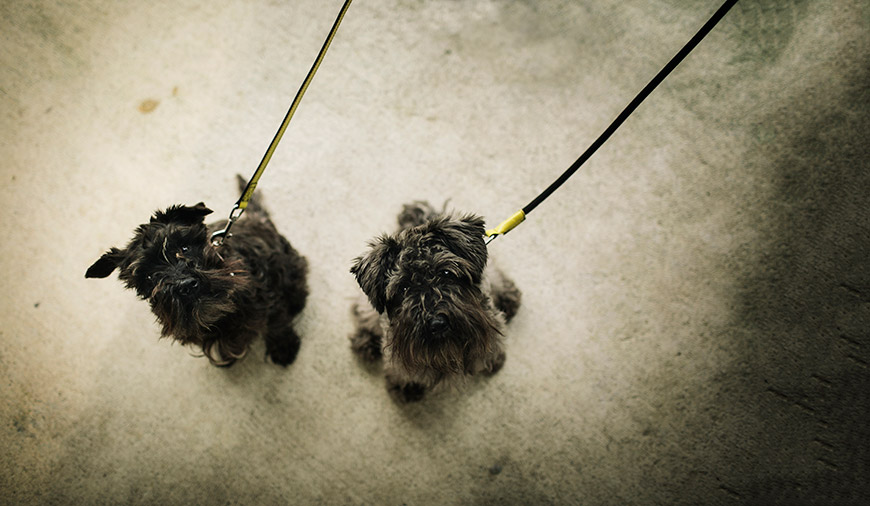 Hanniko-handmade-european-design-regalos-navidad-para-perros-correas