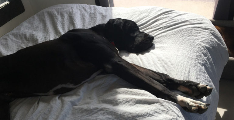 Otto sleep in a double bed.