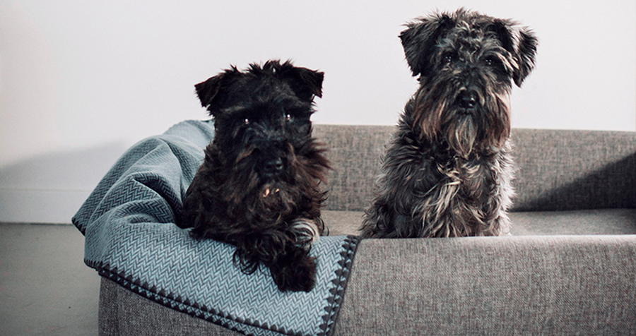 Cama HANNIKO Bjorn, para perros juguetones