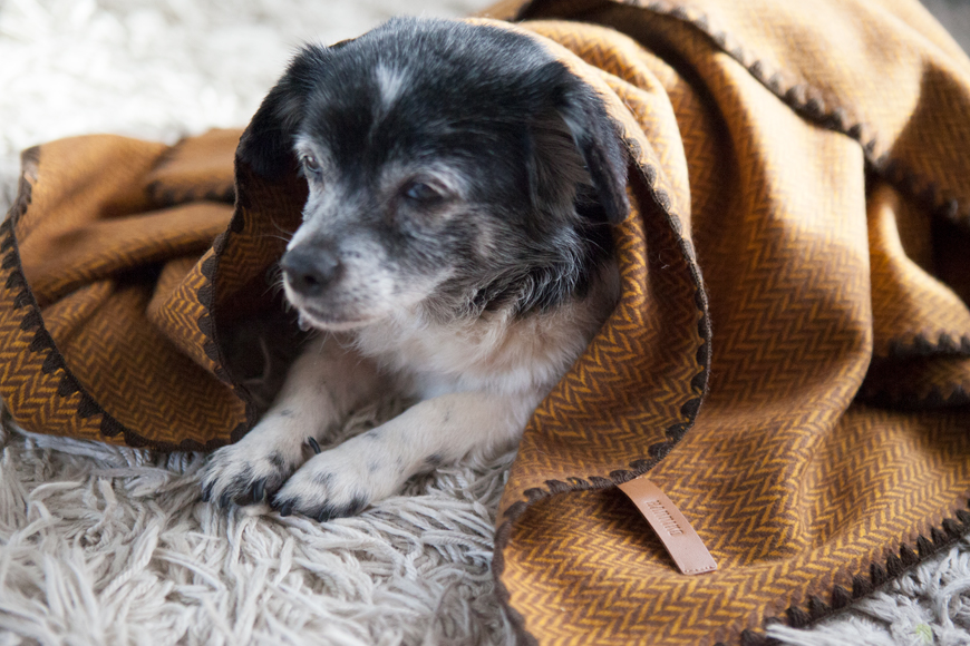 Ani bajo la manta Tang de HANNIKO