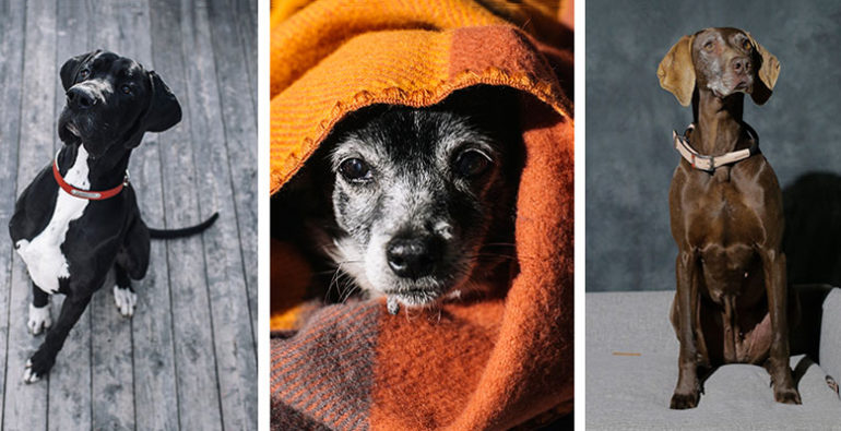 otto, ani y kira son los embajadores de la marca de productos para perros HANNIKO