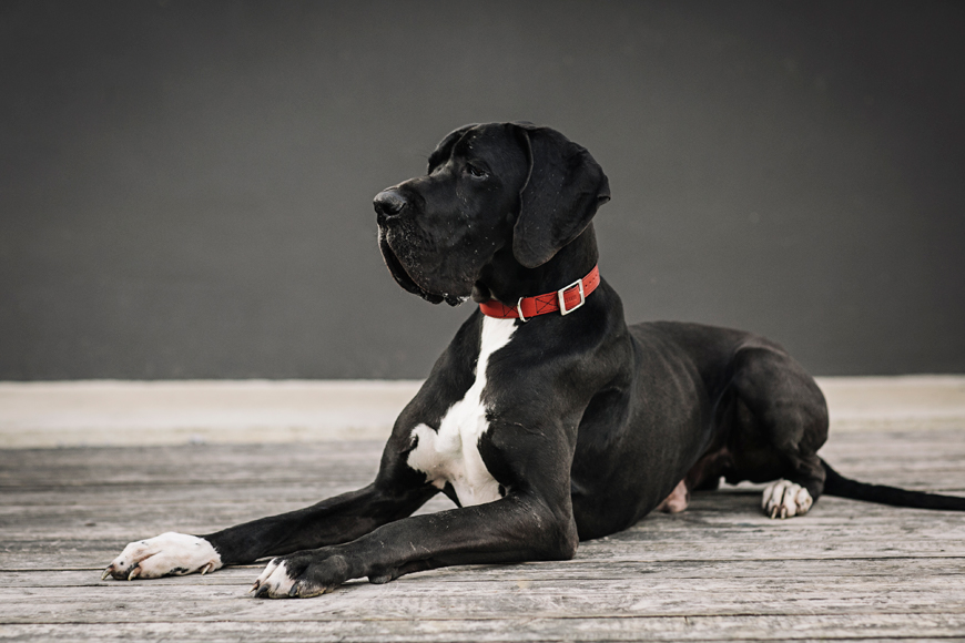 Otto relajado y luciendo el collar Lauge de cuero en color rojo de HANNIKO
