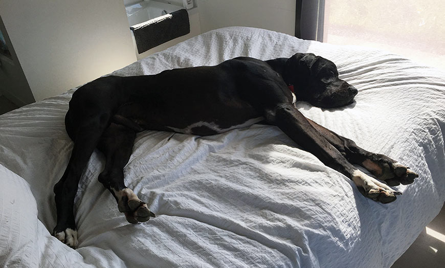 Otto, embajador de Casa Hanniko, dormido en la cama de matrimonio de sus dueños 