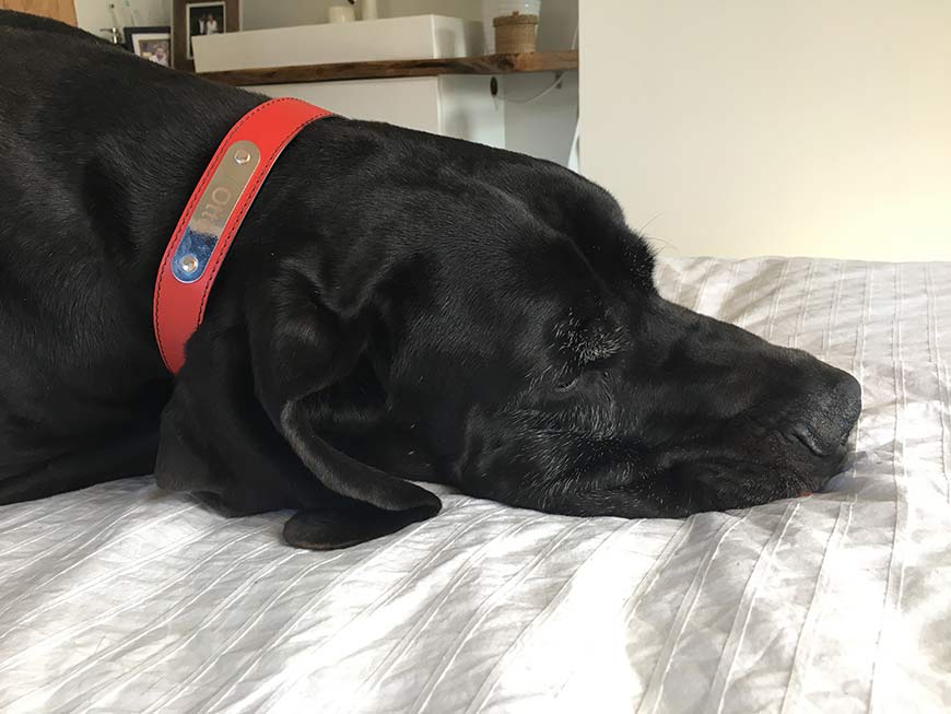 Otto, de Casa Hanniko, tomando el sol desde la cama de matrimonio