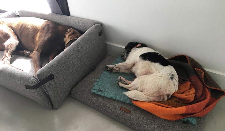 Embajadoras de Casa Hanniko dormidas, Kira cama Bjorn y Ani cama Norell