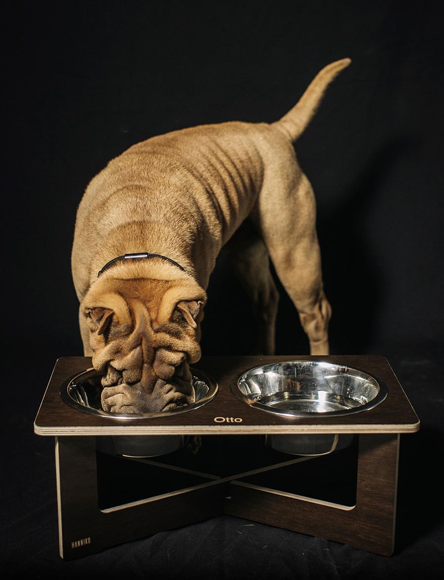 Perro comiendo en comedero Dyre de Hanniko