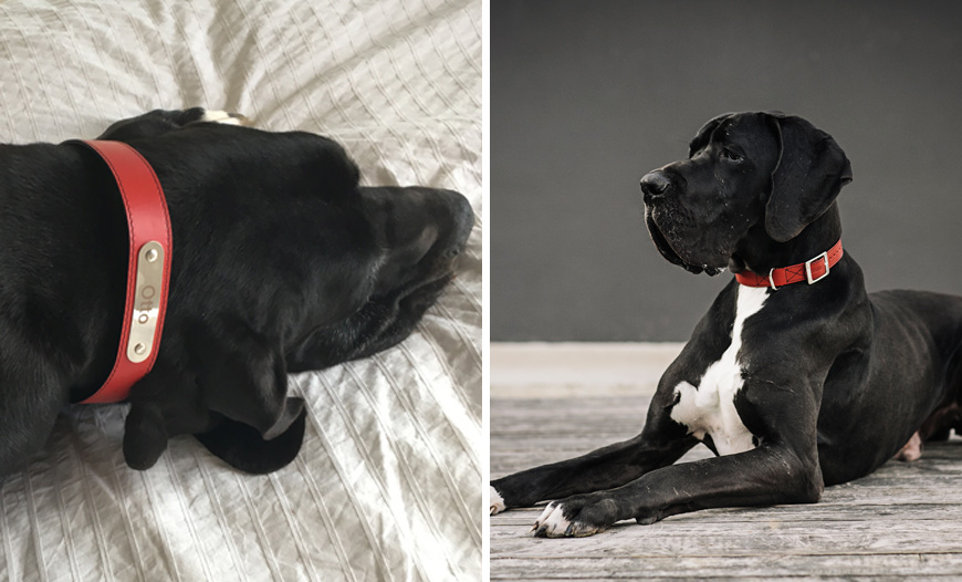 Otto embajador de Casa Hanniko con su collar personalizado