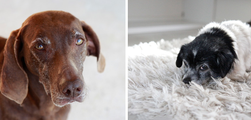 Kira y Anni. Embajadores de la Casa Hanniko