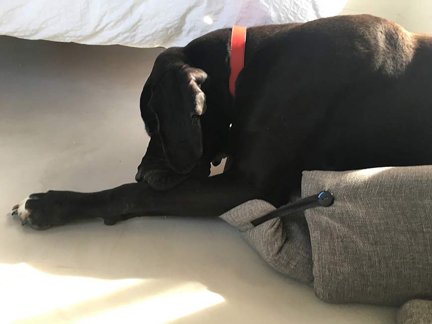 Otto, embajador de Casa Hanniko, descansando plácidamente en la cama Bjorn de Hanniko