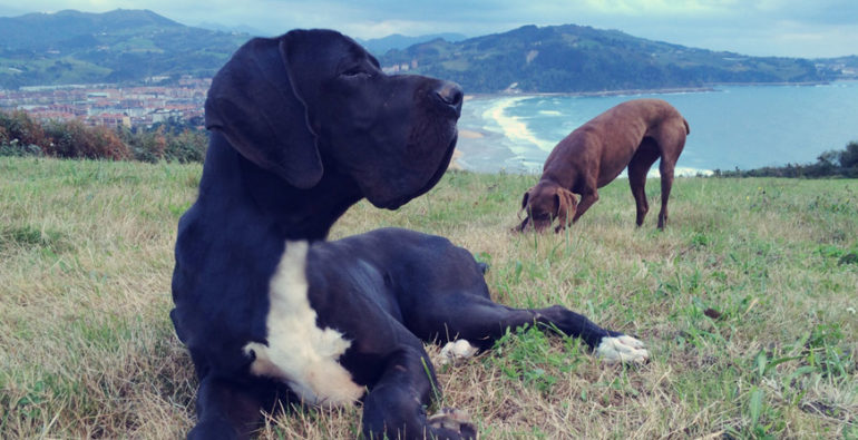 Viajar con perros en Semana Santa