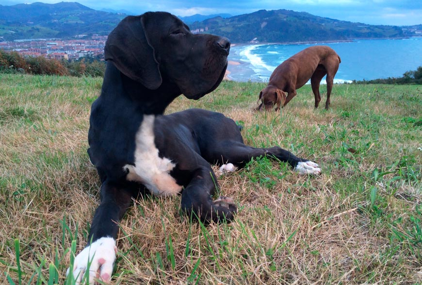 Otto y Kira en el monte. Viajar con perros en Semana Santa