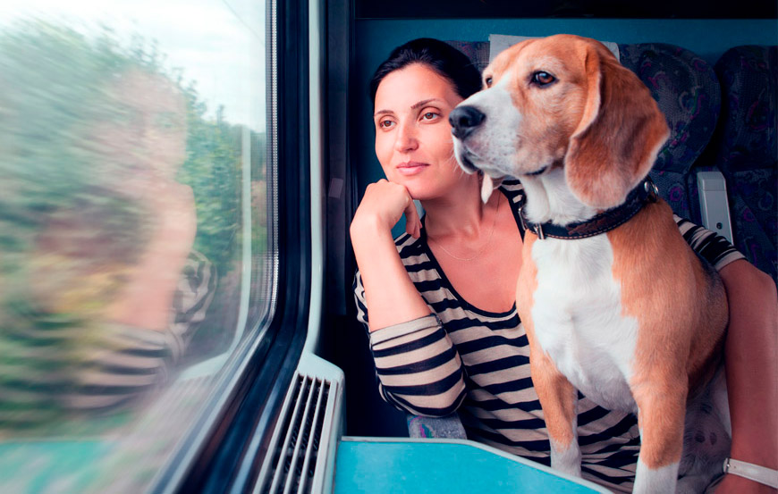 Perro viajando en tren. Viajar con perros en Semana Santa