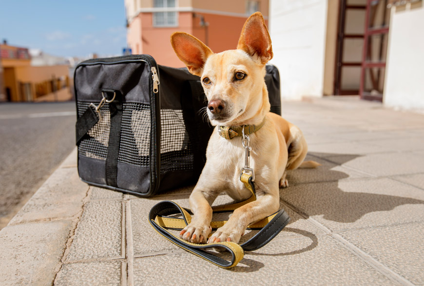 Perro y transportin. Viajar con perros en Semana Santa
