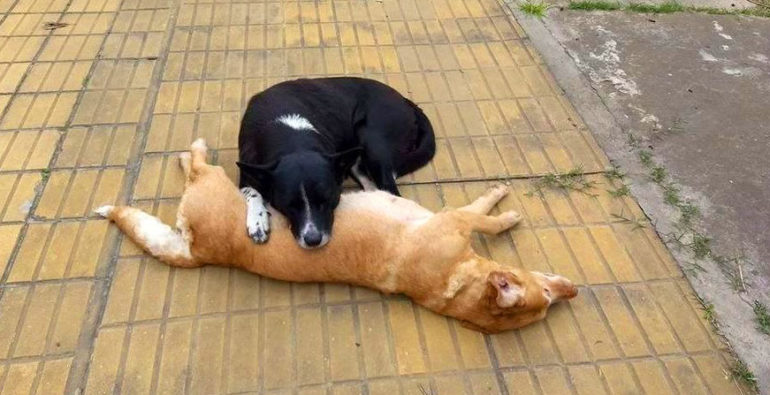 Perro arropa a su compañera atropellada.