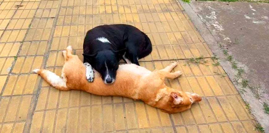 Perro arropa a su compañera tras atropello. Amistad entre perros