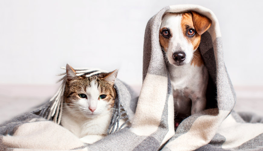 Amistad entre perros y gatos.
