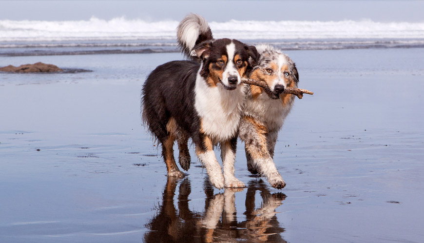 Perros jugando. Amistad entre perros
