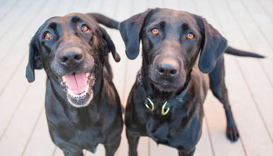 Amistad entre perros