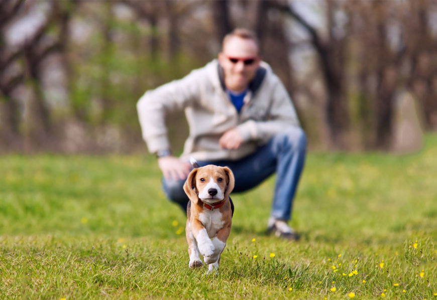 Entrena a tu perro desde que es un cachorro