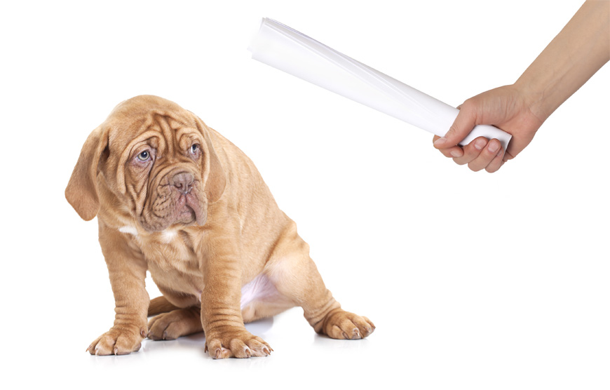 No castigues físicamente a tu perro