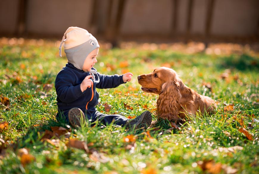 Perro y bebé conociéndose