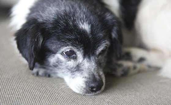 handmade-european-design-customize-hanniko-dog-beds-collars-leashes-toys-travel-mat_5