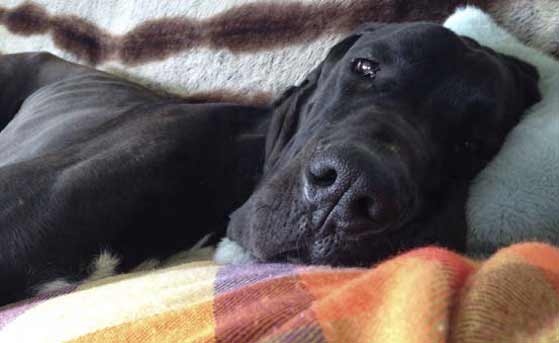 handmade-european-design-customize-hanniko-dog-beds-collars-leashes-toys-travel-mat_6