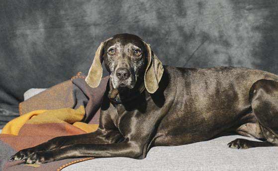 handmade-european-design-customize-hanniko-dog-beds-collars-leashes-toys-travel-mat_7