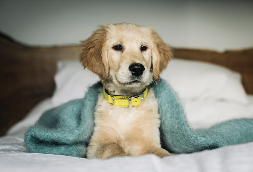 Collar para perros Egil de HANNIKO