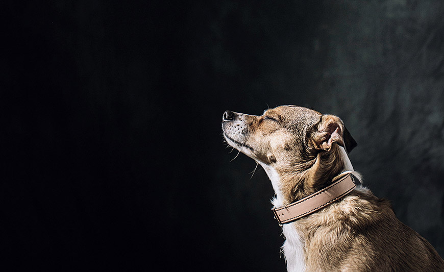 Collar para perros Launge de HANNIKO