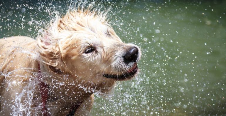Perro disfrutando del agua en verano
