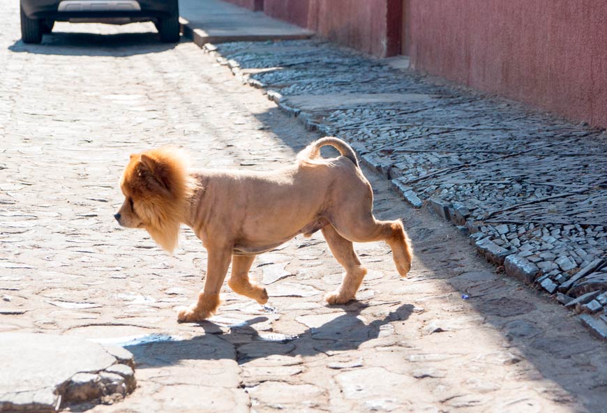 Perro con el pelo rapado en verano