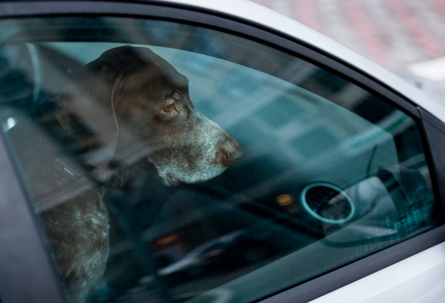 Perro encerrado en un coche en verano