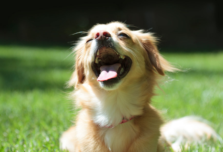 Perro feliz en verano