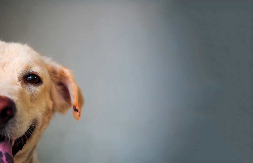 Perro herido en verano