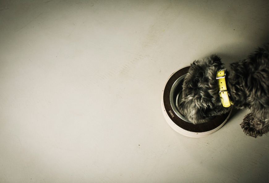 Perro bebiendo agua en comedero Havard