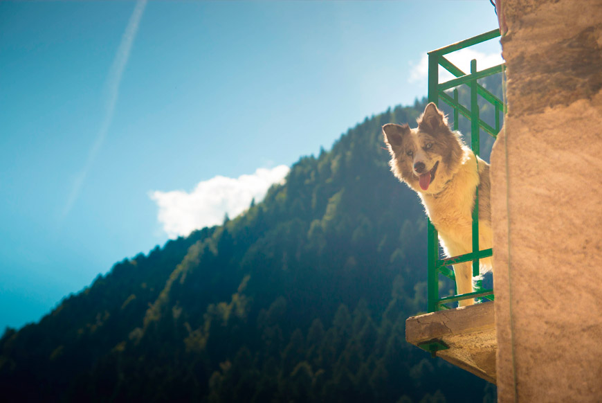 perro encerrado en balcón
