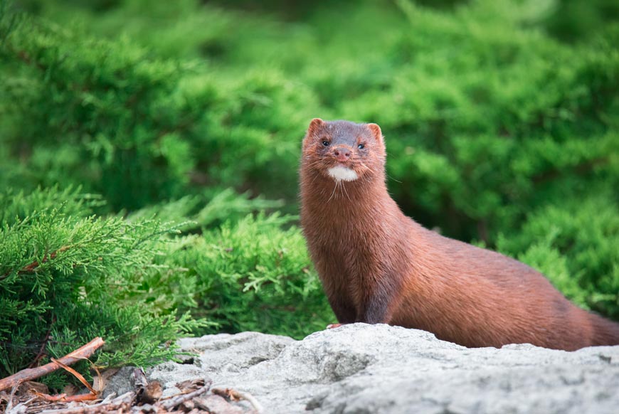 Visón americano en los alrededores del puente de los suicidios