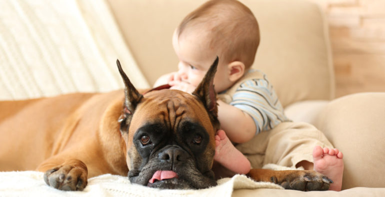 Prevenir el asma infantil conviviendo con perros