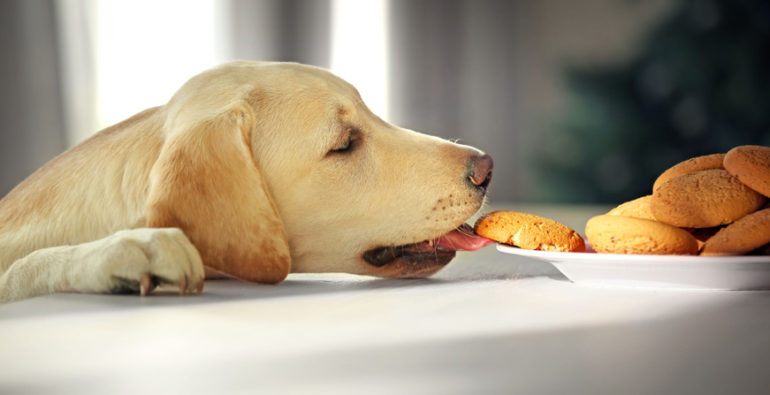Los labradores no se sacian al comer