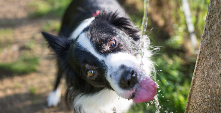 Bebederos para perros