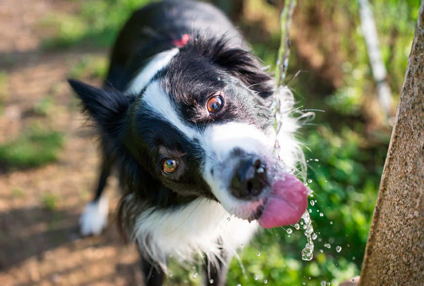 Los perros utilizan la lengua para beber