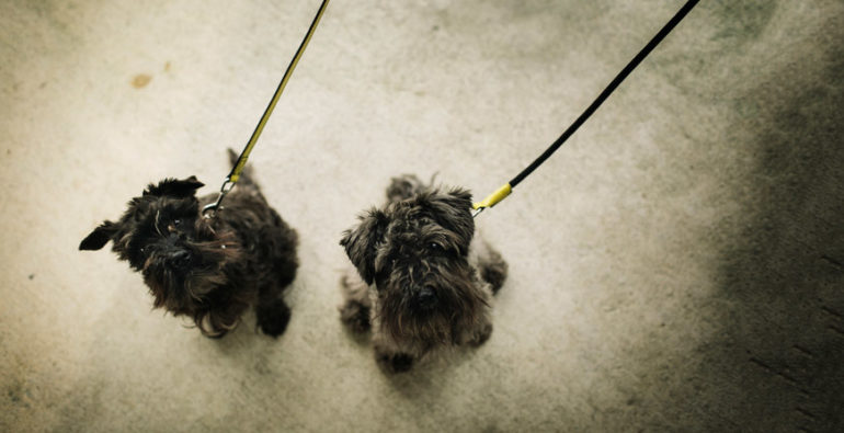 Perros con correas Loki y Valeska de HANNIKO