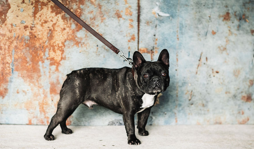 Correa para perros Loki de HANNIKO