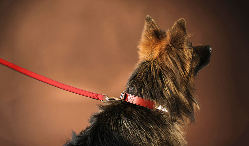 Correa para perros Loki y collar Lauge de color rojo