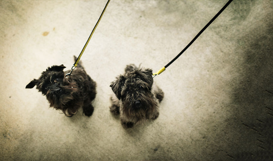 Perros con correas Loki y Valeska de HANNIKO